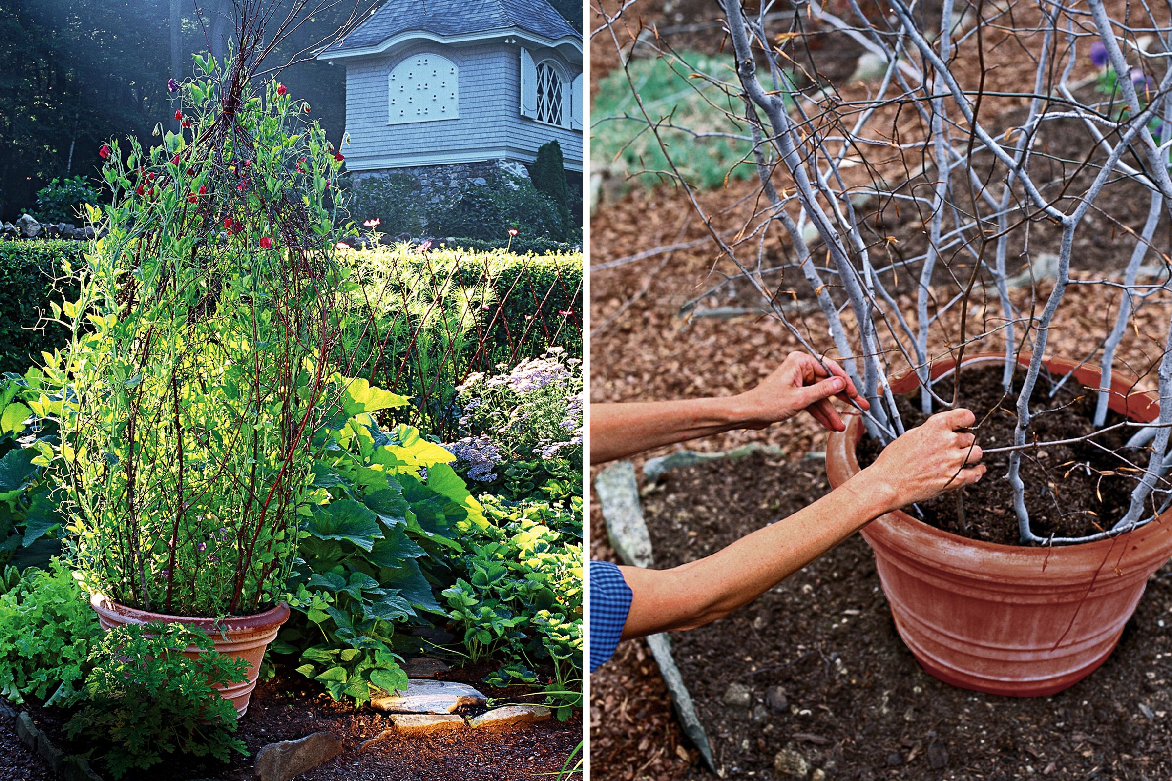 building a branch trellis