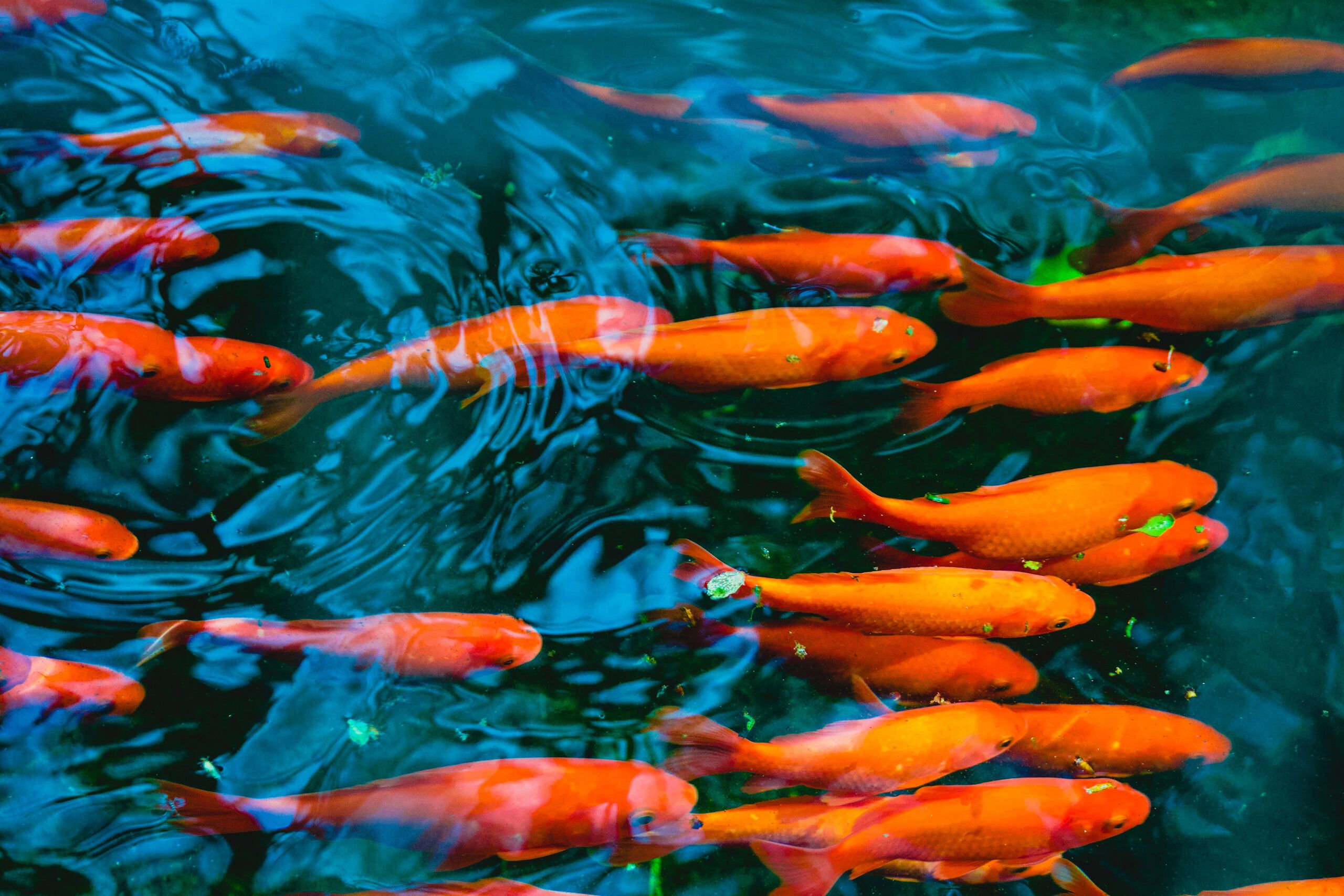 A group of orange fish swimming in a backyard pond.