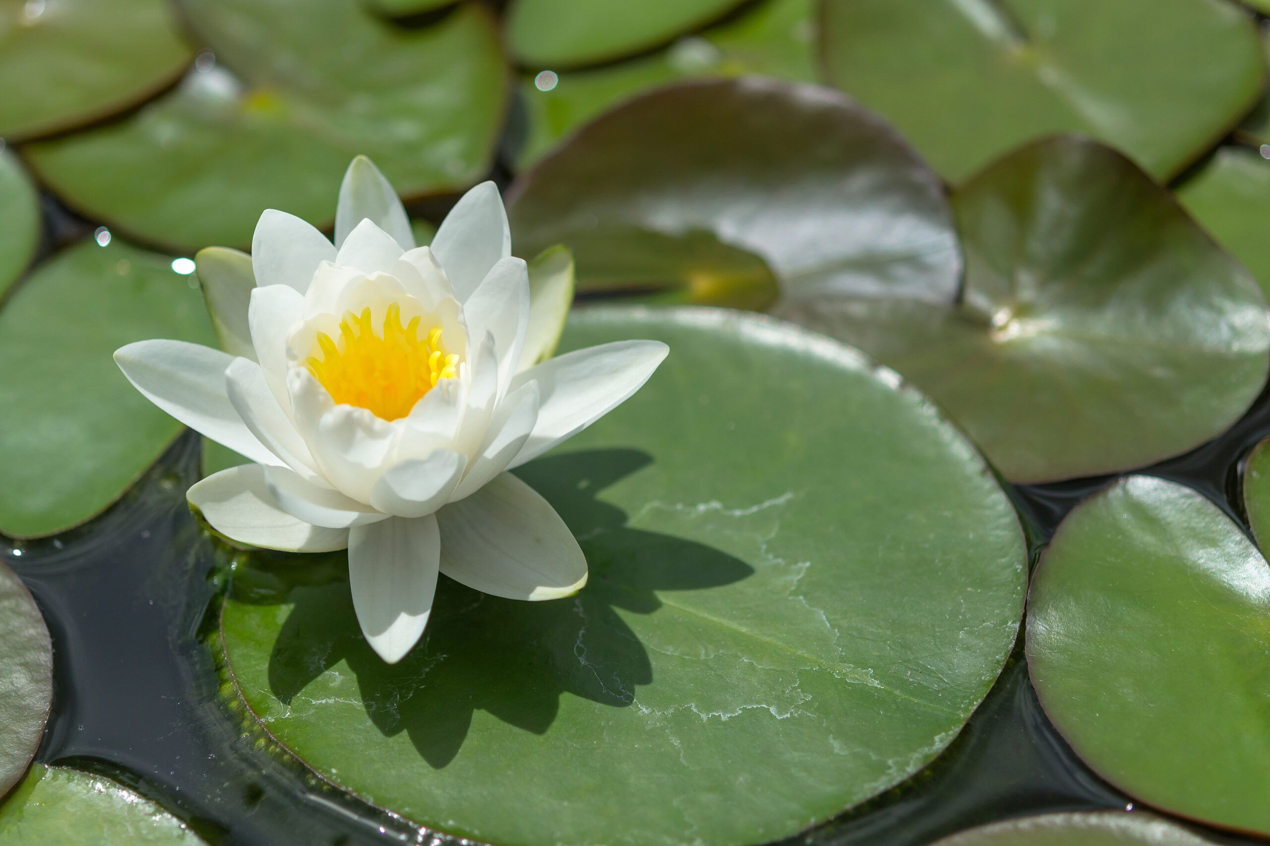 A white flower on top of a lily pad that sits in a backyard pond.