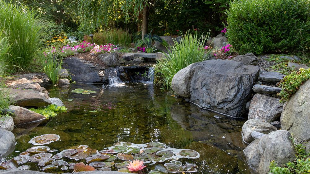 A backyard pond surrounded by stones and green vegetation. There are colorful flowers in the background.