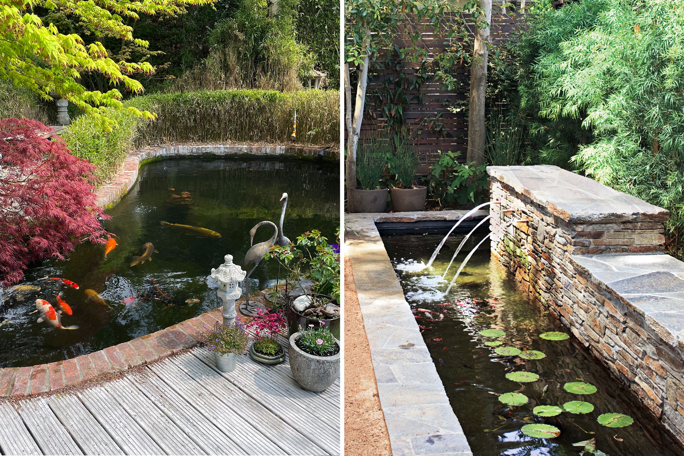 Two images of a backyard pond, the left image has white and orange koi, the right has smaller fish and lilly pads.