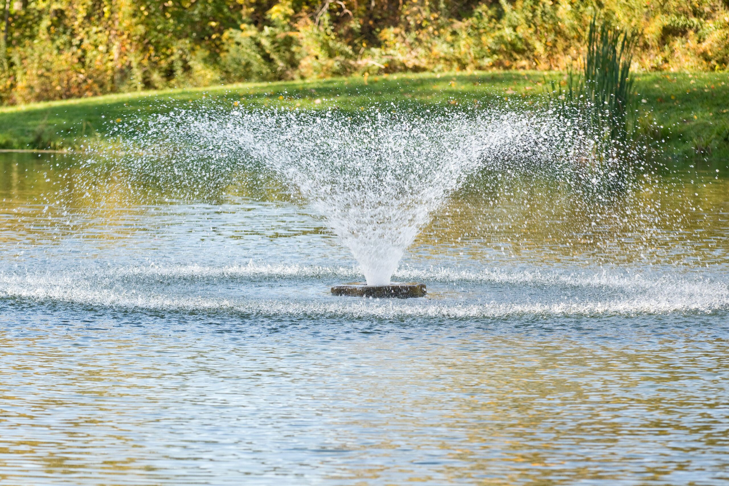 An image of a fountain spraying water into the air from a backyard pond.