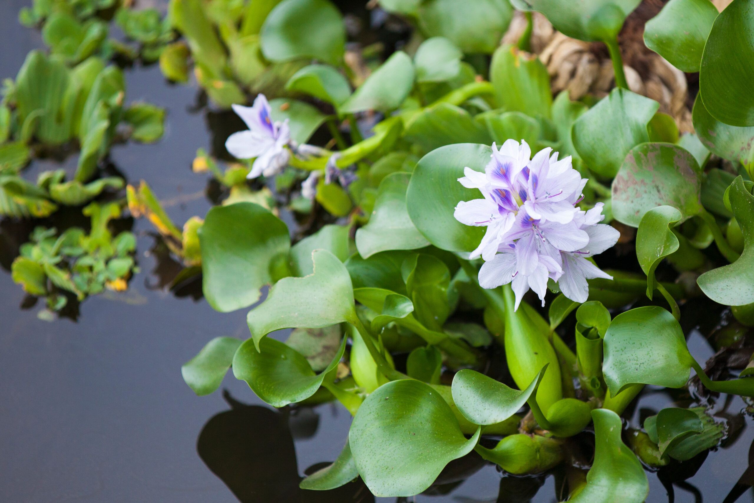 An Iris flower sitting in the water of a backyard pond.