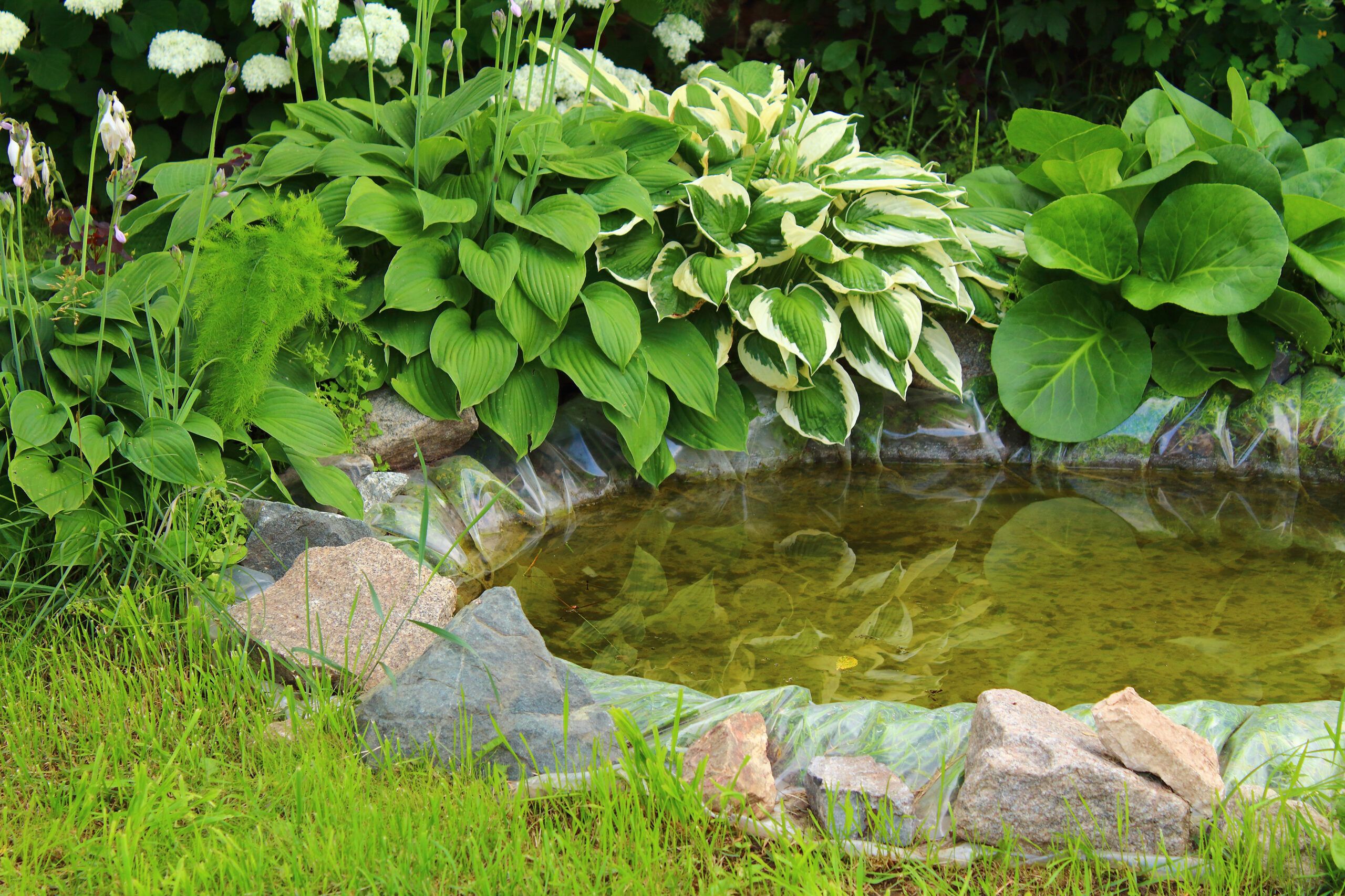 Small pond surrounded by stones and lots of green plants.