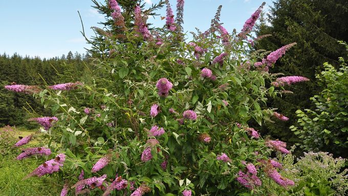 butterfly_bush_edible_foundation_plants_iStock_1306292286