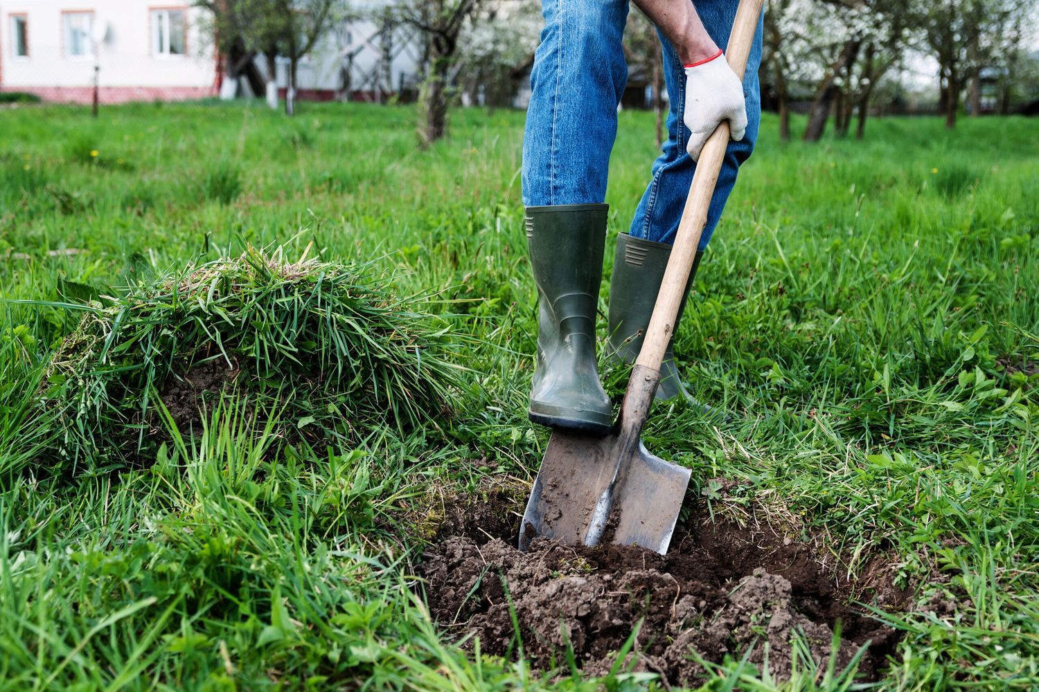 Digging a hole in the ground in the backyard with a shovel