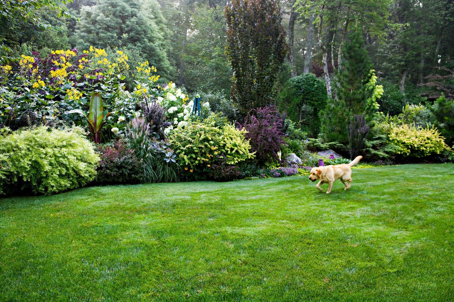 web_Backyard_11