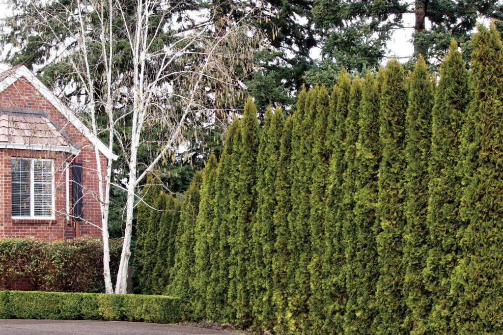 Pro Tips for Planting a Privacy Hedge - This Old House
