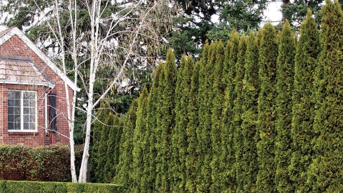 0322_WS_ASK_Monrovia_Emerald_Green_Arborvitae11355_3