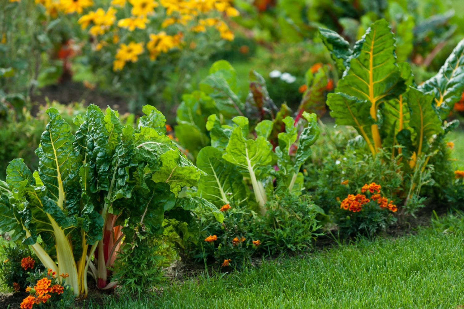 Fall_Garden_iStock_149164106