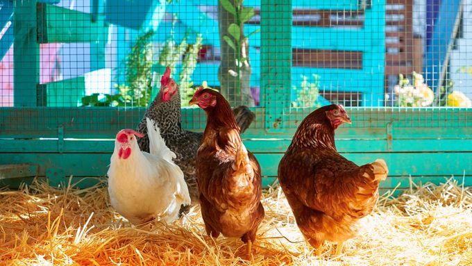 chicken_coop_iStock_1334145673