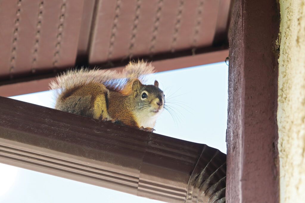 Squirrel on a gutter