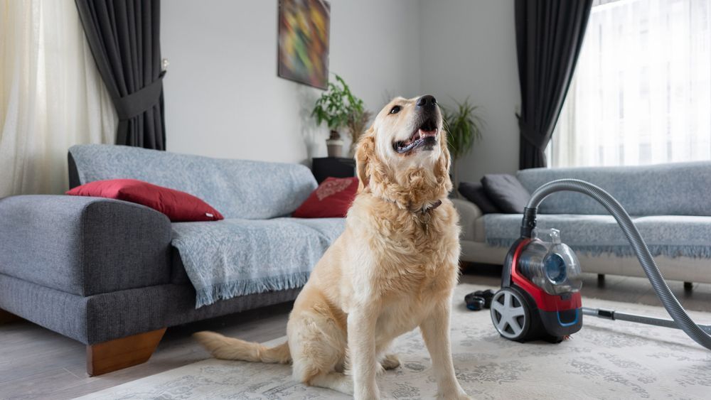 A dog in a carpeted living room with a portable carpet cleaner near by. Lead image for best portable carpet cleaner guide.