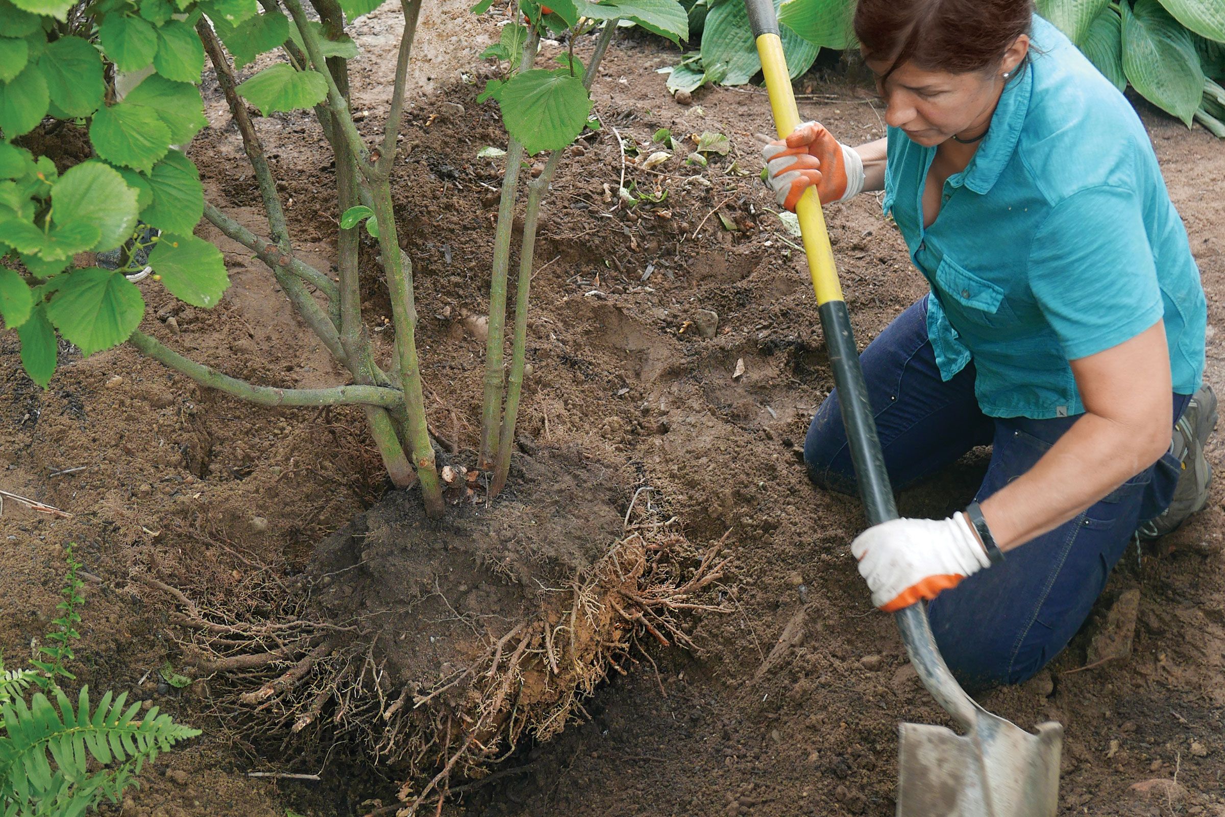 A woman preparing a garden for fall by digging a hole for a plant.