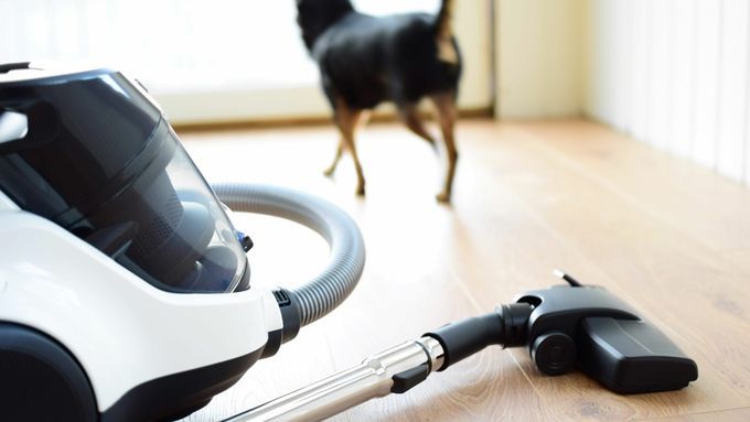 best_vacuum_for_pet_hair_AdobeStock_305564470