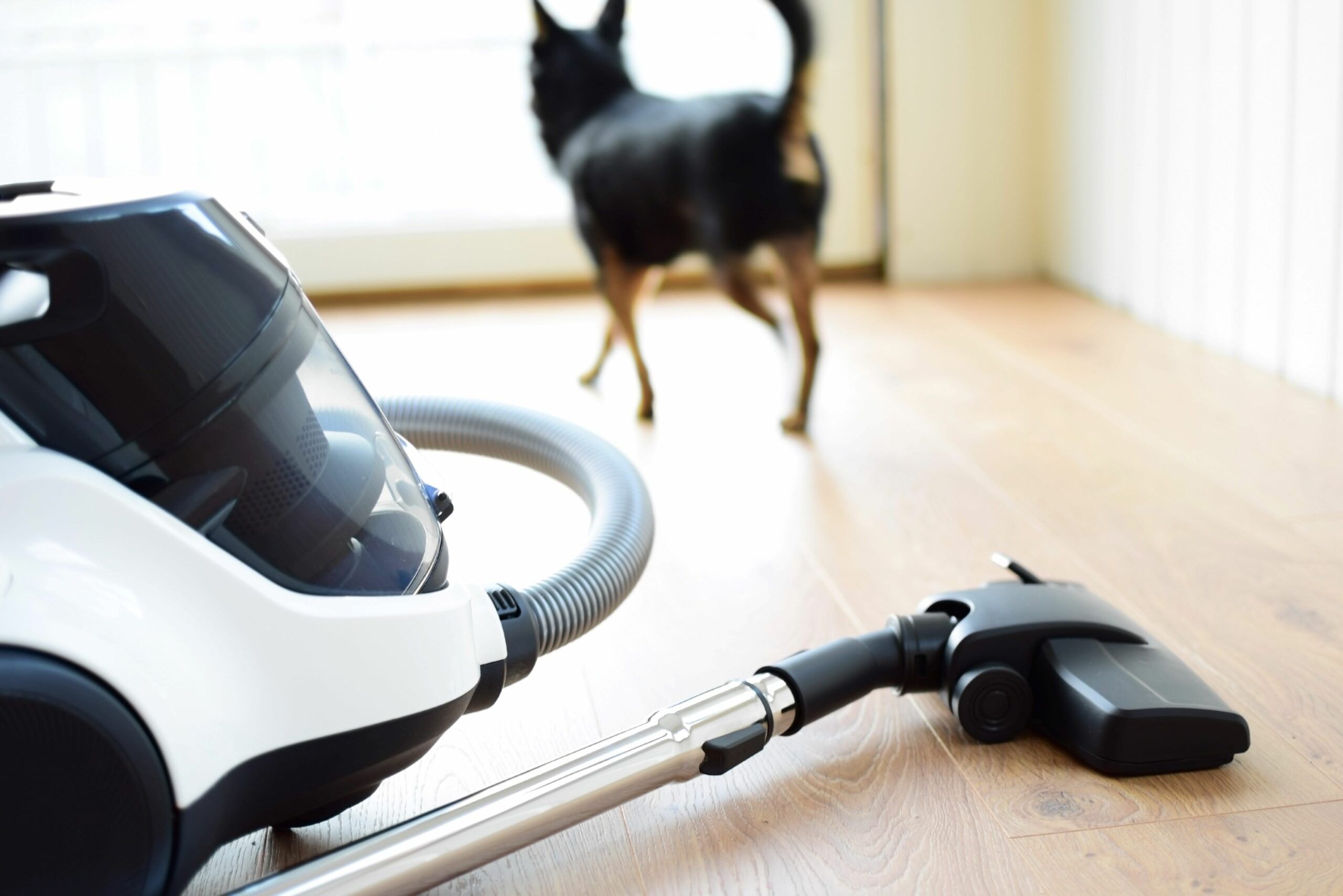 best_vacuum_for_pet_hair_AdobeStock_305564470