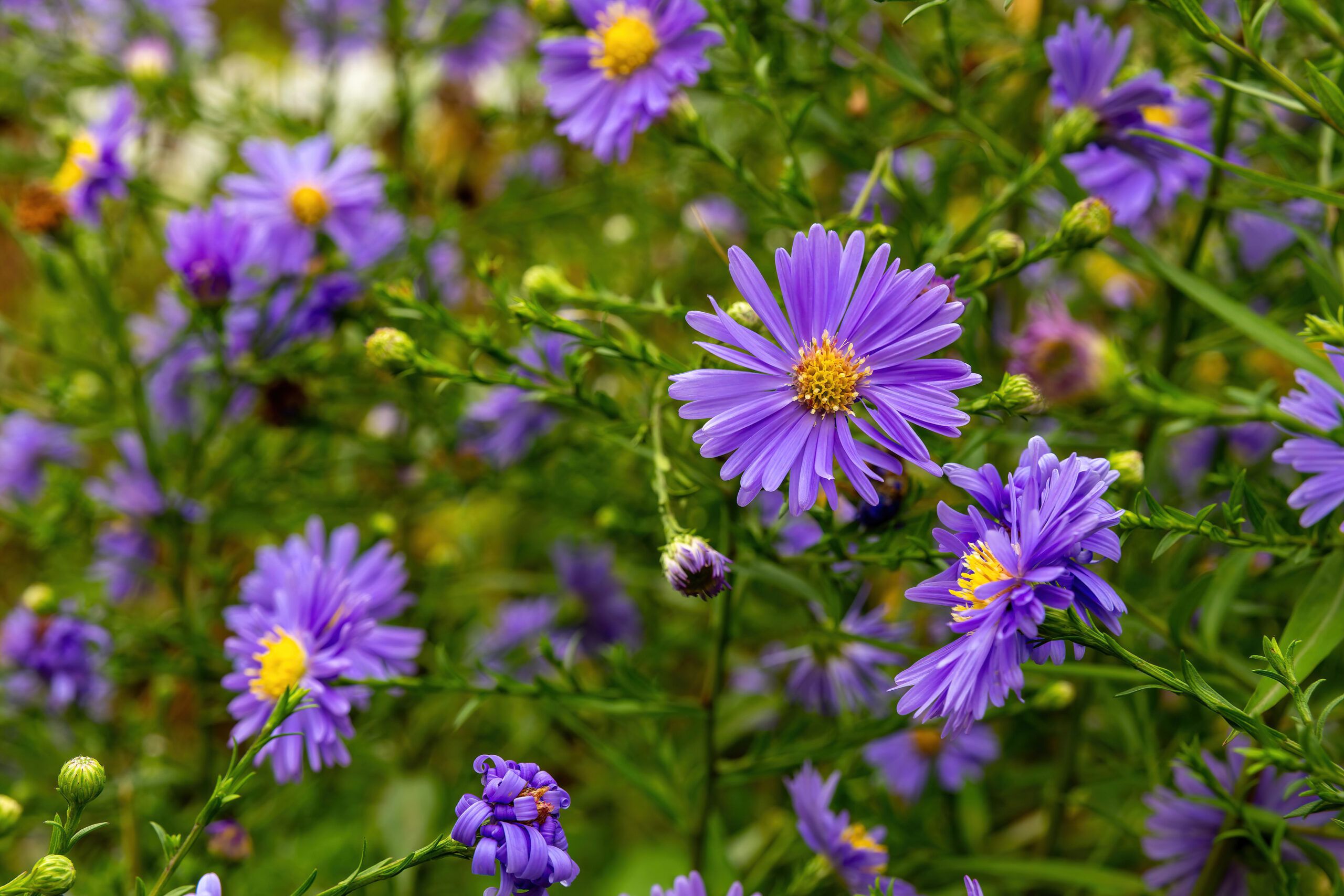 Purple New England Aster flowers