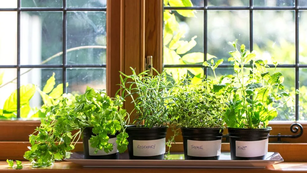 A set of potted herb plants sitting on a window sill.