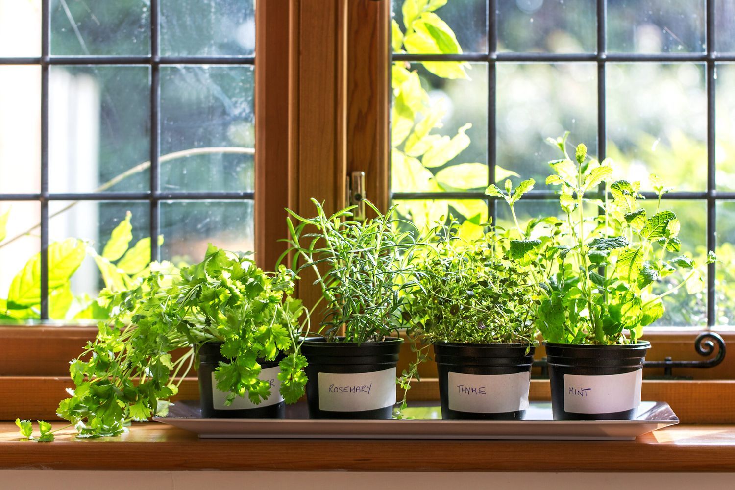 A set of potted herb plants sitting on a window sill.