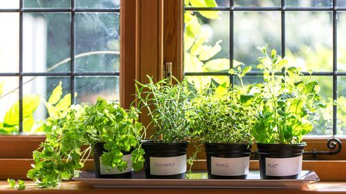 indoor plants, herb, home, window seal