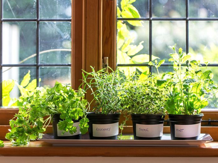 indoor plants, herb, home, window seal