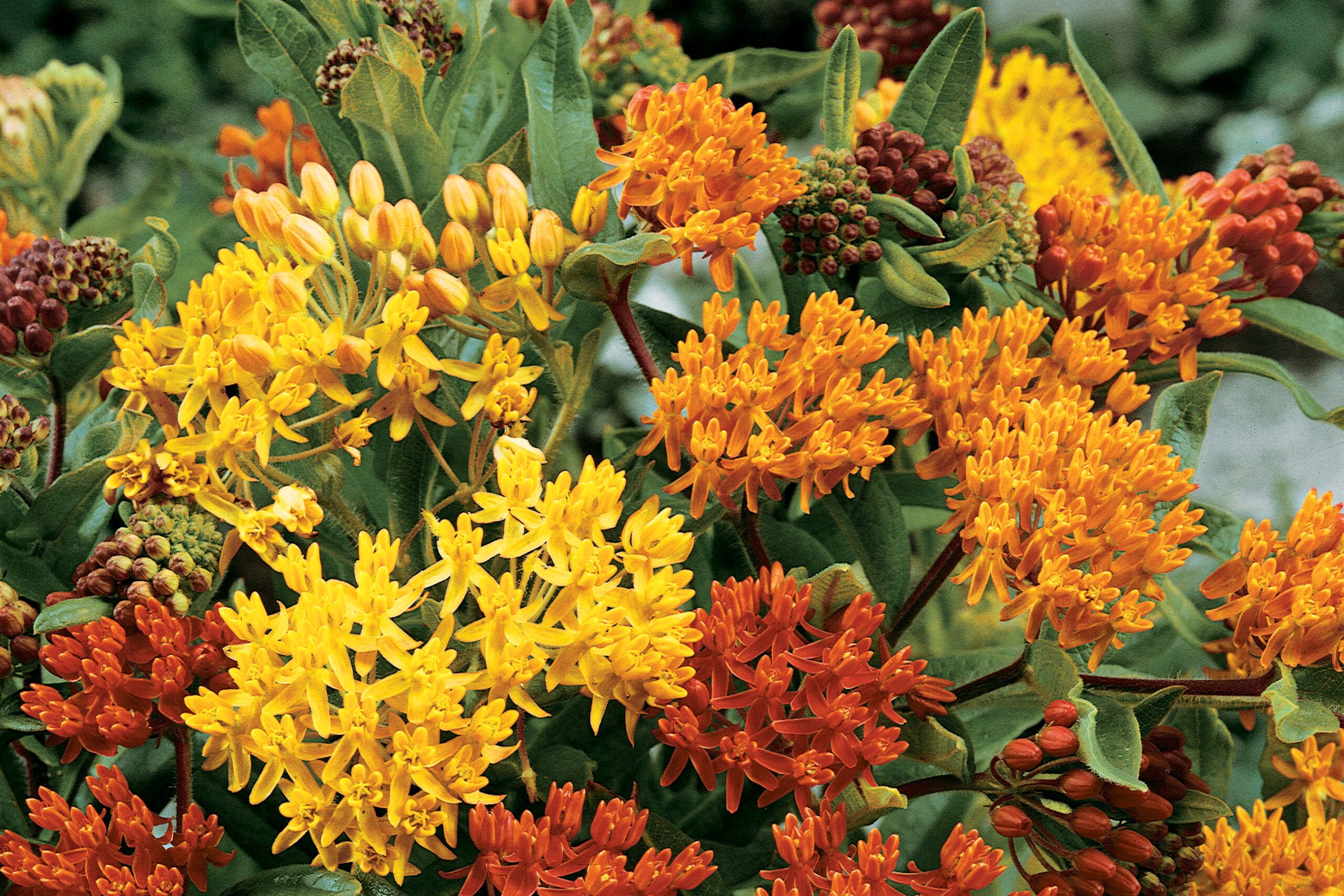 Butterfly weed (Asclepias tuberosa and cvs.)
