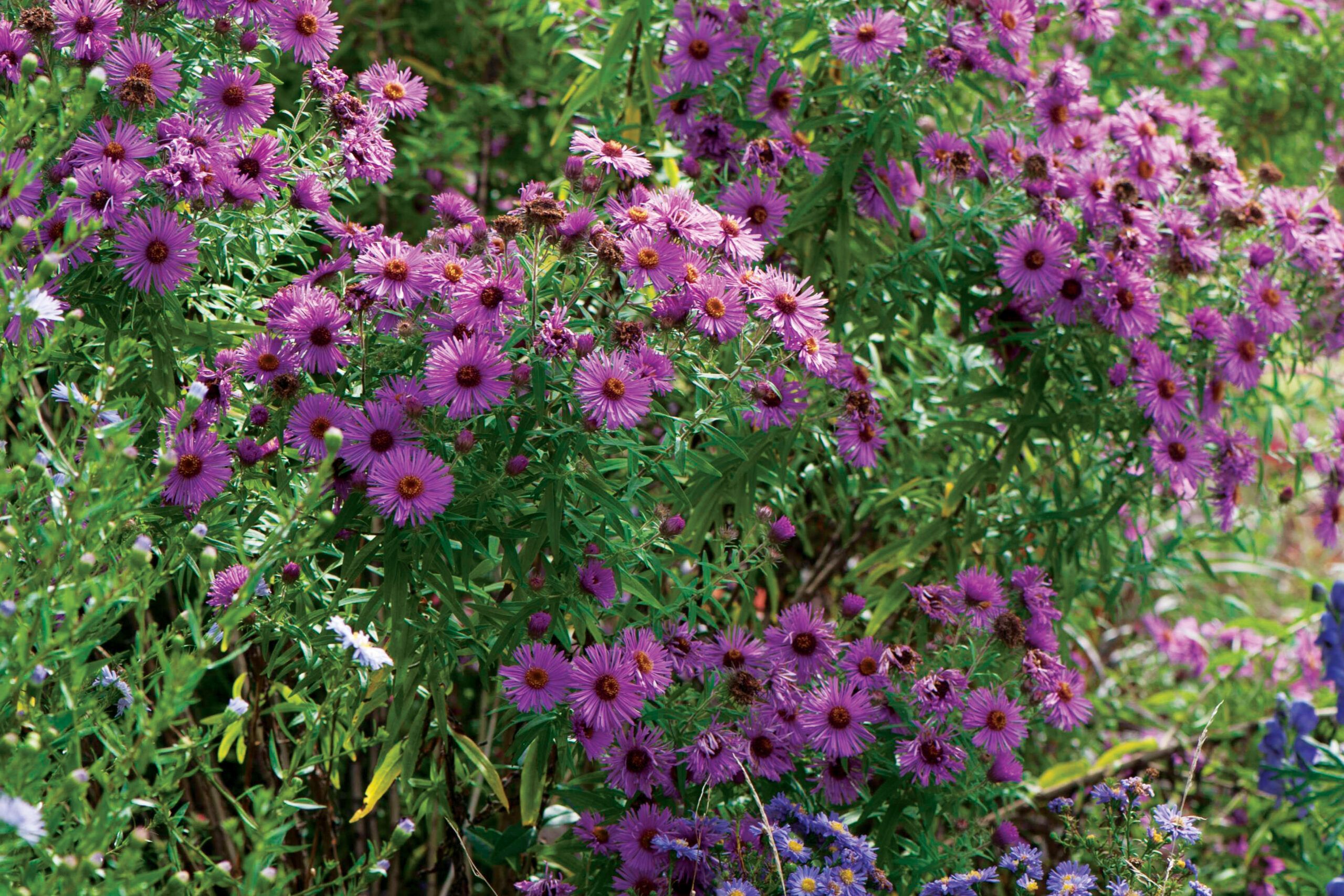 New England aster (Symphyotrichum novae-angliae and cvs.), Plants for pollinators, TOH, Magazine, Summer 2023