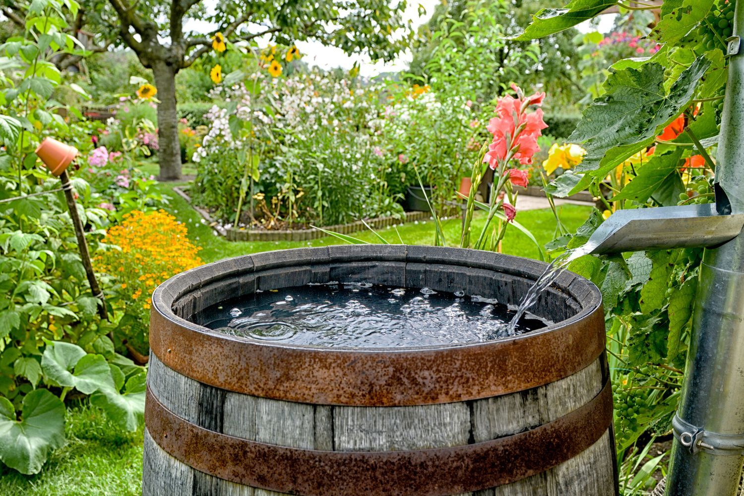 Drainage Solutions for Your Yard, Water Barrel, Garden