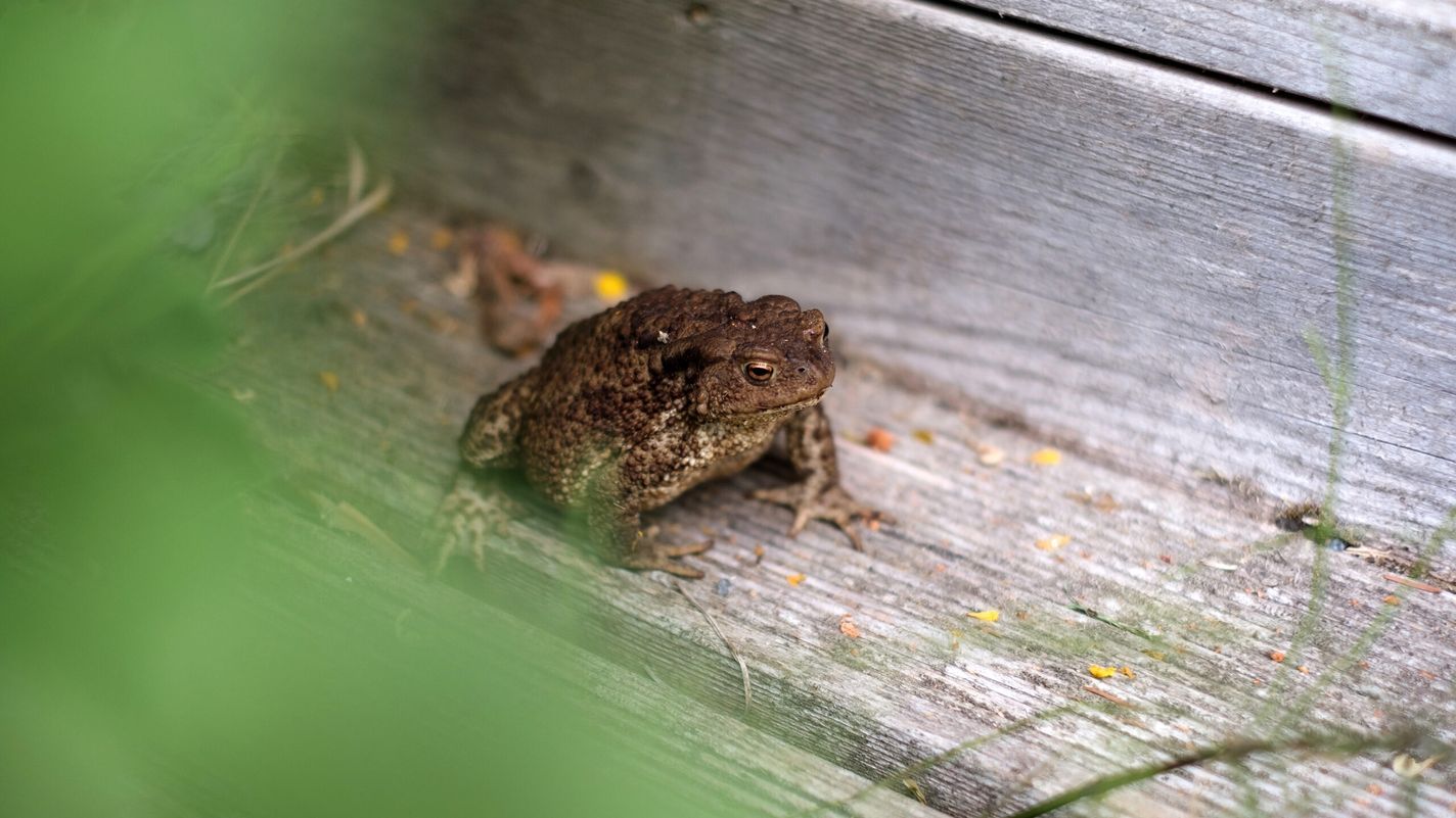 Frogs in Your Yard, How To, Remove, Home