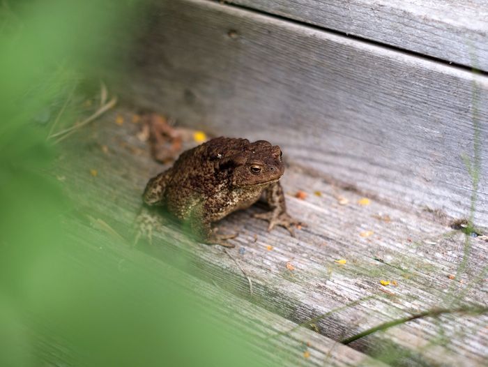 Frogs in Your Yard, How To, Remove, Home
