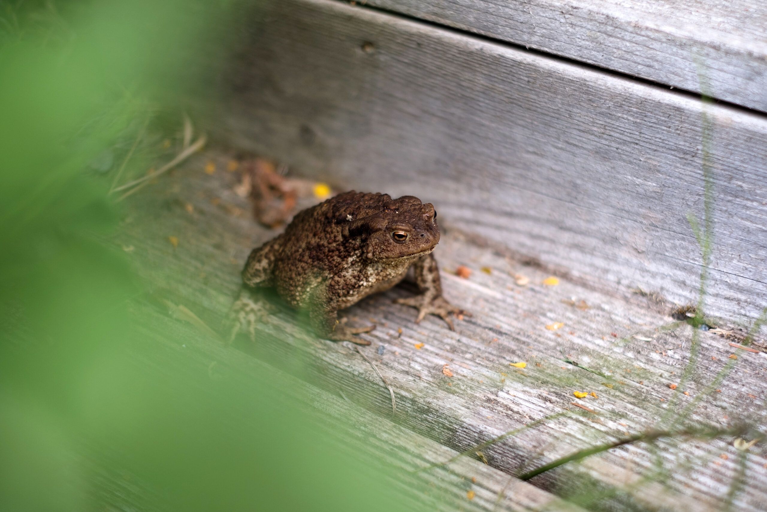 Frogs in Your Yard, How To, Remove, Home