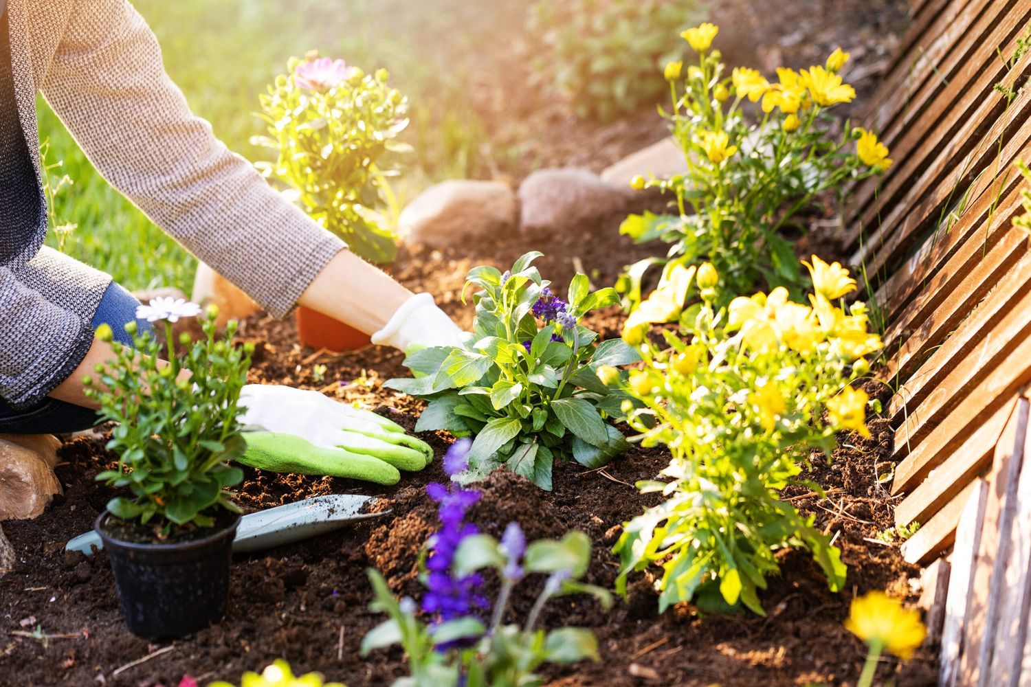 woman planting flowers in backyard garden flowerbed, Soil Options For Your Garden