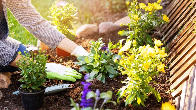 woman planting flowers in backyard garden flowerbed, Soil Options For Your Garden