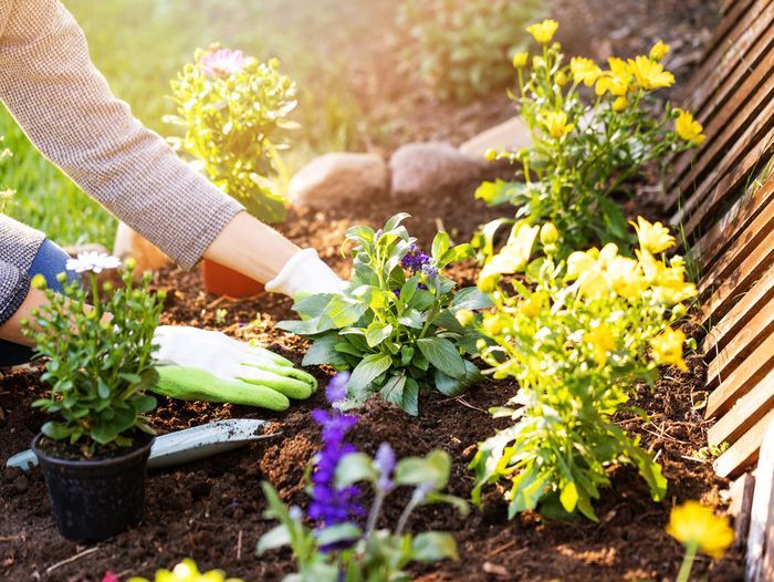woman planting flowers in backyard garden flowerbed, Soil Options For Your Garden