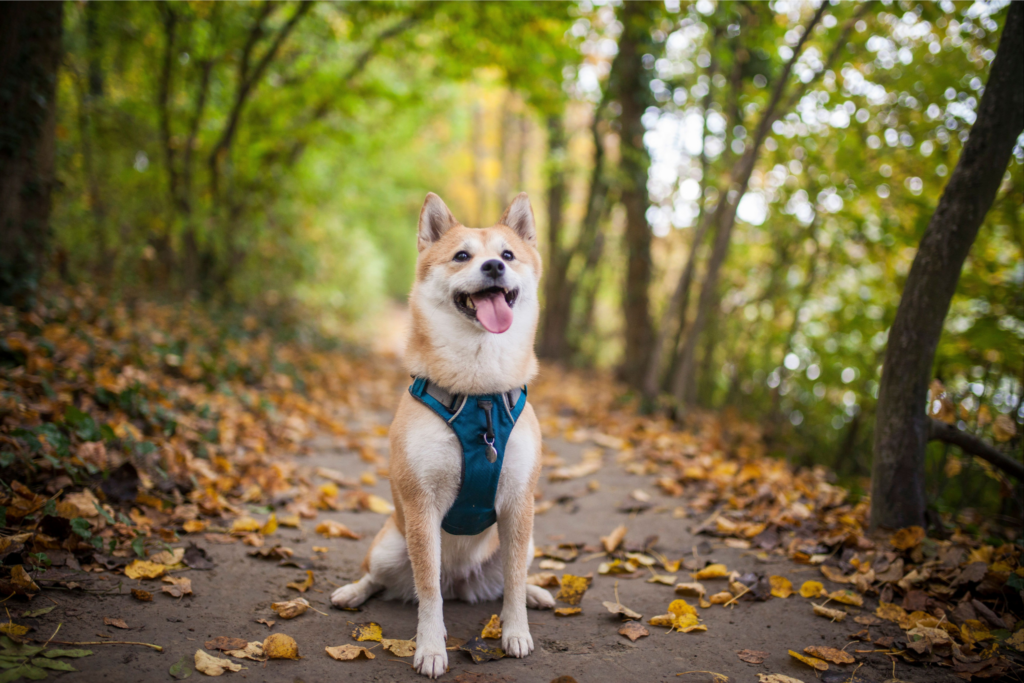 Red shiba inu in a teal dog harness sitting in the middle of a trail surrounding by trees and autum leaves. Lead image for Best Dog Harness review