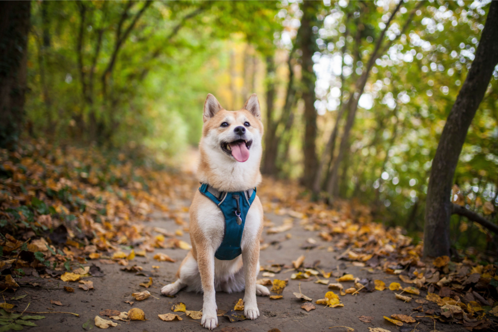 Red shiba inu in a teal dog harness sitting in the middle of a trail surrounding by trees and autumn leaves. 