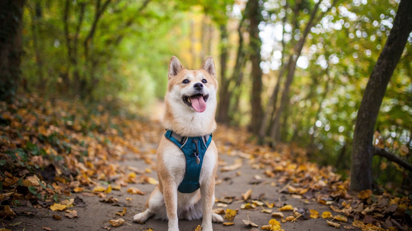 10 Project Toys to Keep Your Dog Busy During Thanksgiving Dinner (or  Anytime Your Dog is Bored)