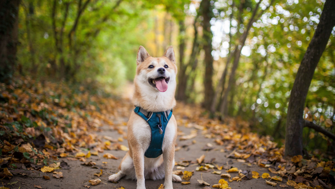 Red shiba inu in a teal dog harness sitting in the middle of a trail surrounding by trees and autum leaves. Lead image for Best Dog Harness review