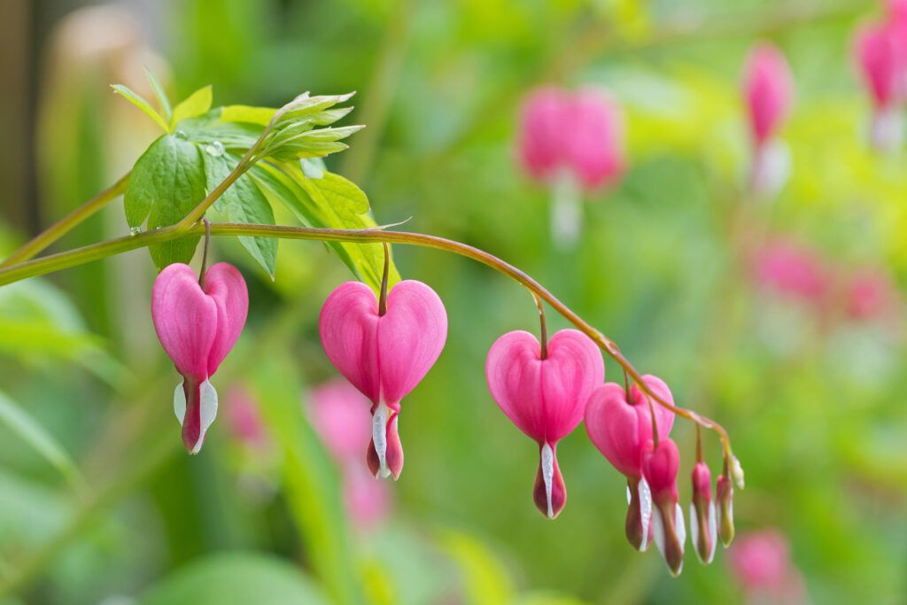 Bleeding Heart flowers, a plant that complements shade trees.