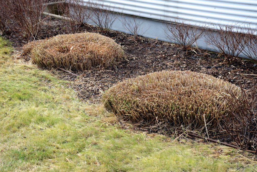 Ornamental grasses that have been cut back in the fall