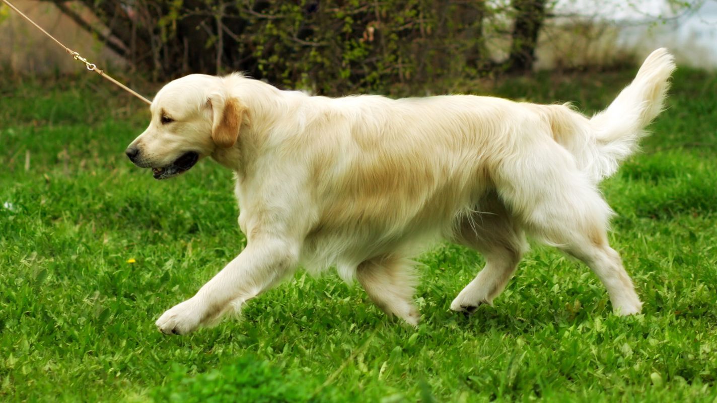 Happy golden retriever on a dog runner cable