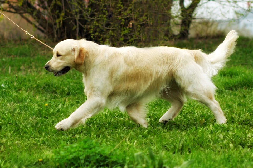 Happy golden retriever on a dog runner cable