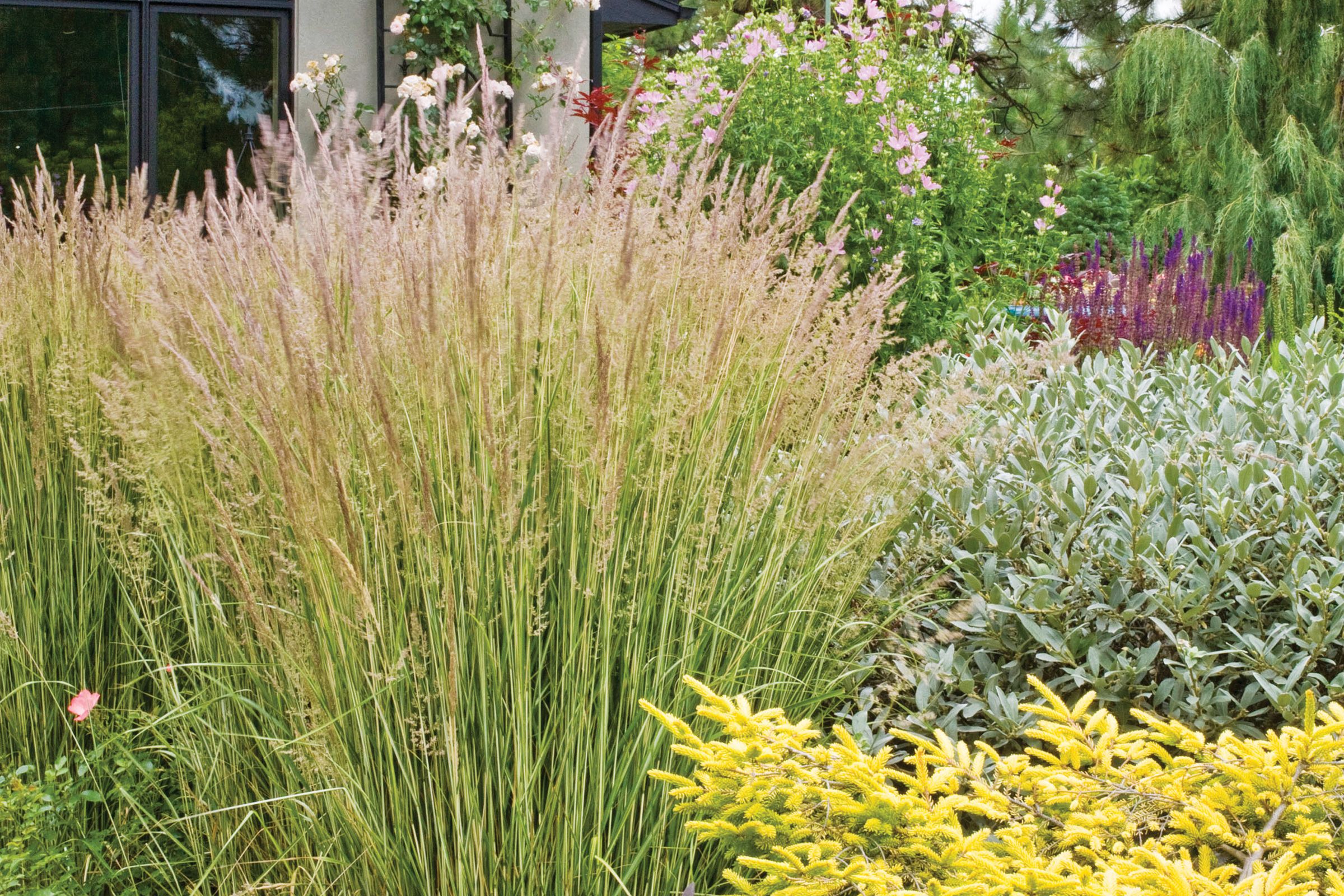 Feather reed grass, Calamagrostis 'Avalanche', Salvia, Salix, Picea, Ornamental Grasses for Every Size Garden, TOH, Fall 2023