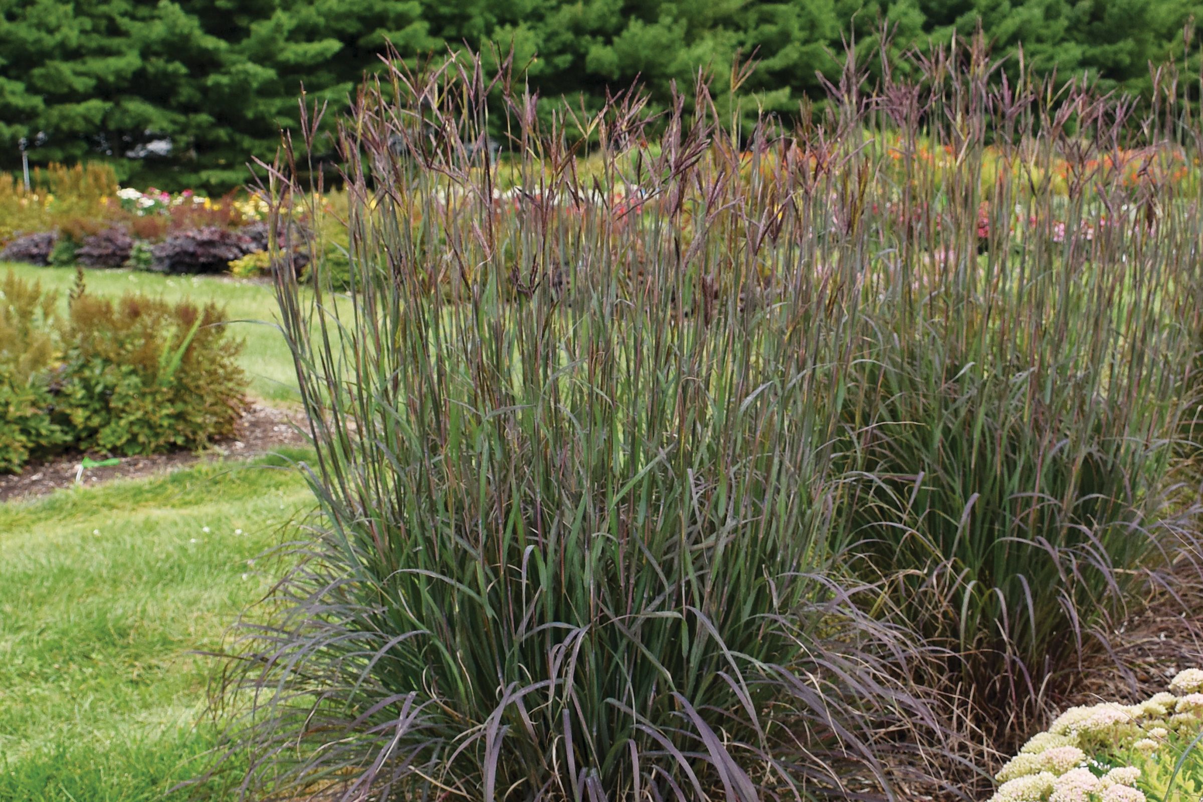 Big bluestem, Ornamental Grasses for Every Size Garden, TOH, Fall 2023