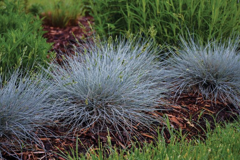 Ornamental Grasses for Every Size Garden - This Old House