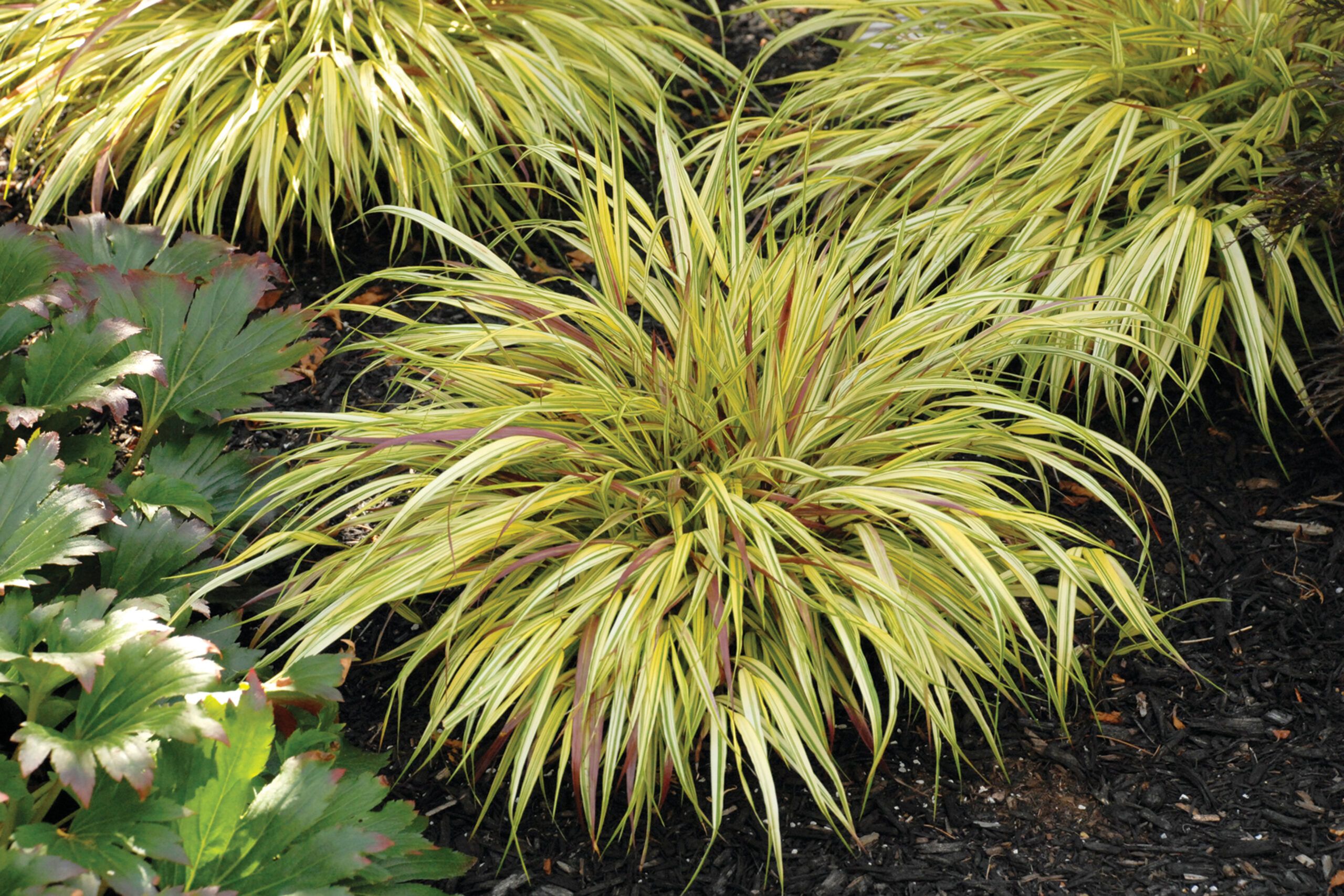 Ornamental Grasses for Every Size Garden, Japanese forest grass