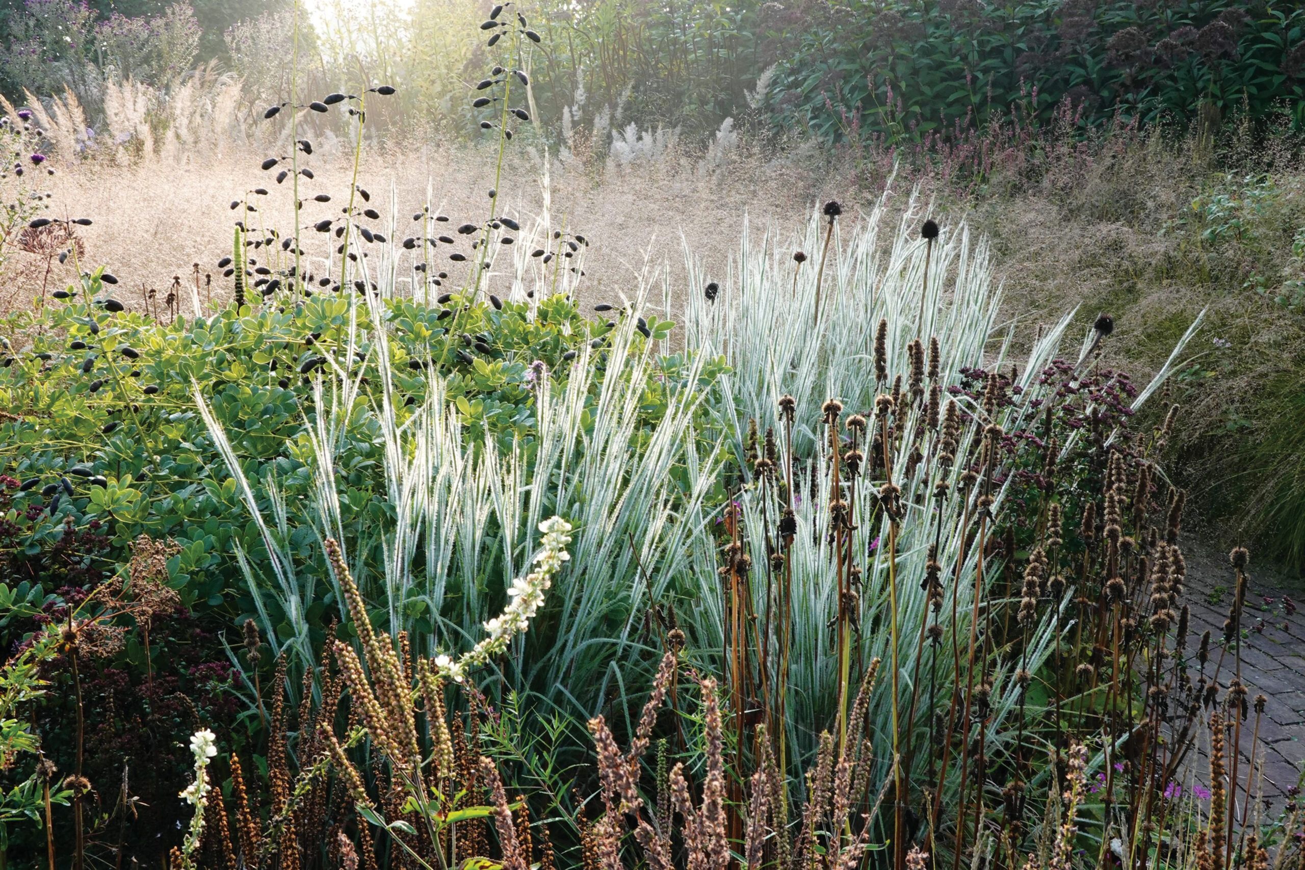 Little bluestem, Ornamental Grasses for Every Size Garden, TOH, Fall 2023