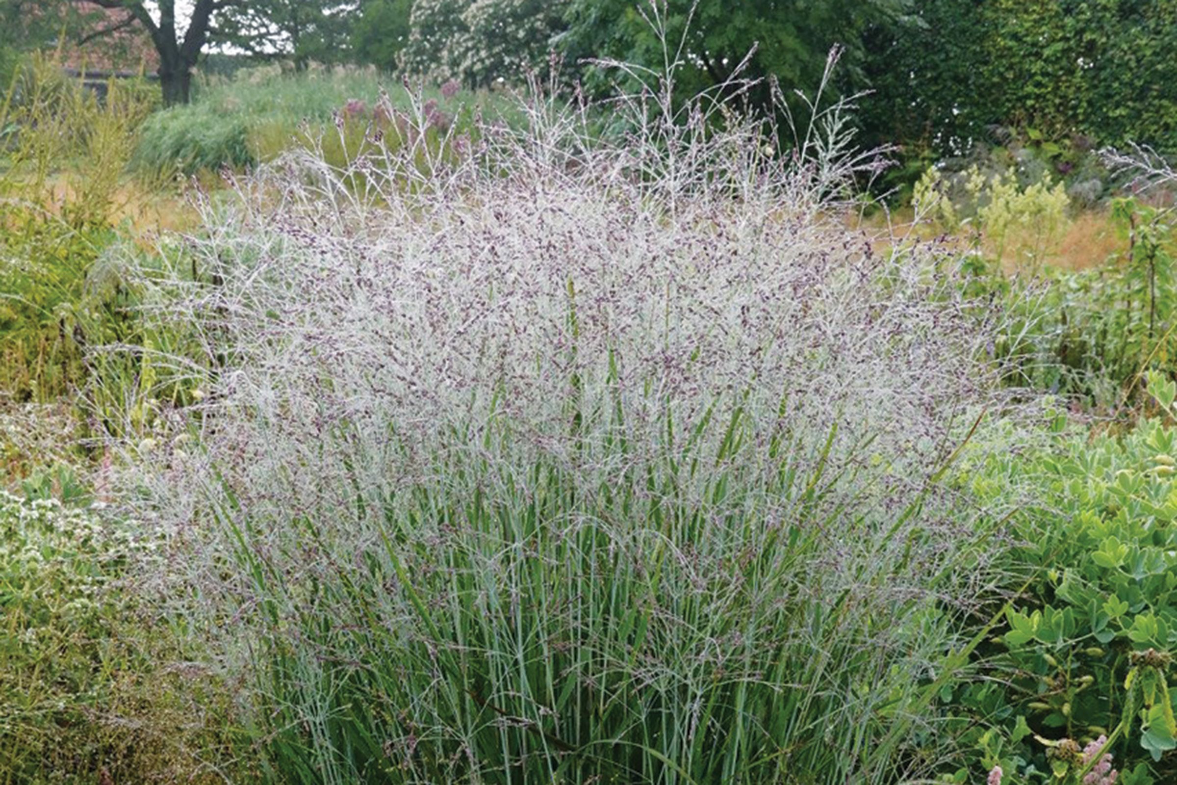 Upland switchgrass, Ornamental Grasses for Every Size Garden, TOH, Fall 2023
