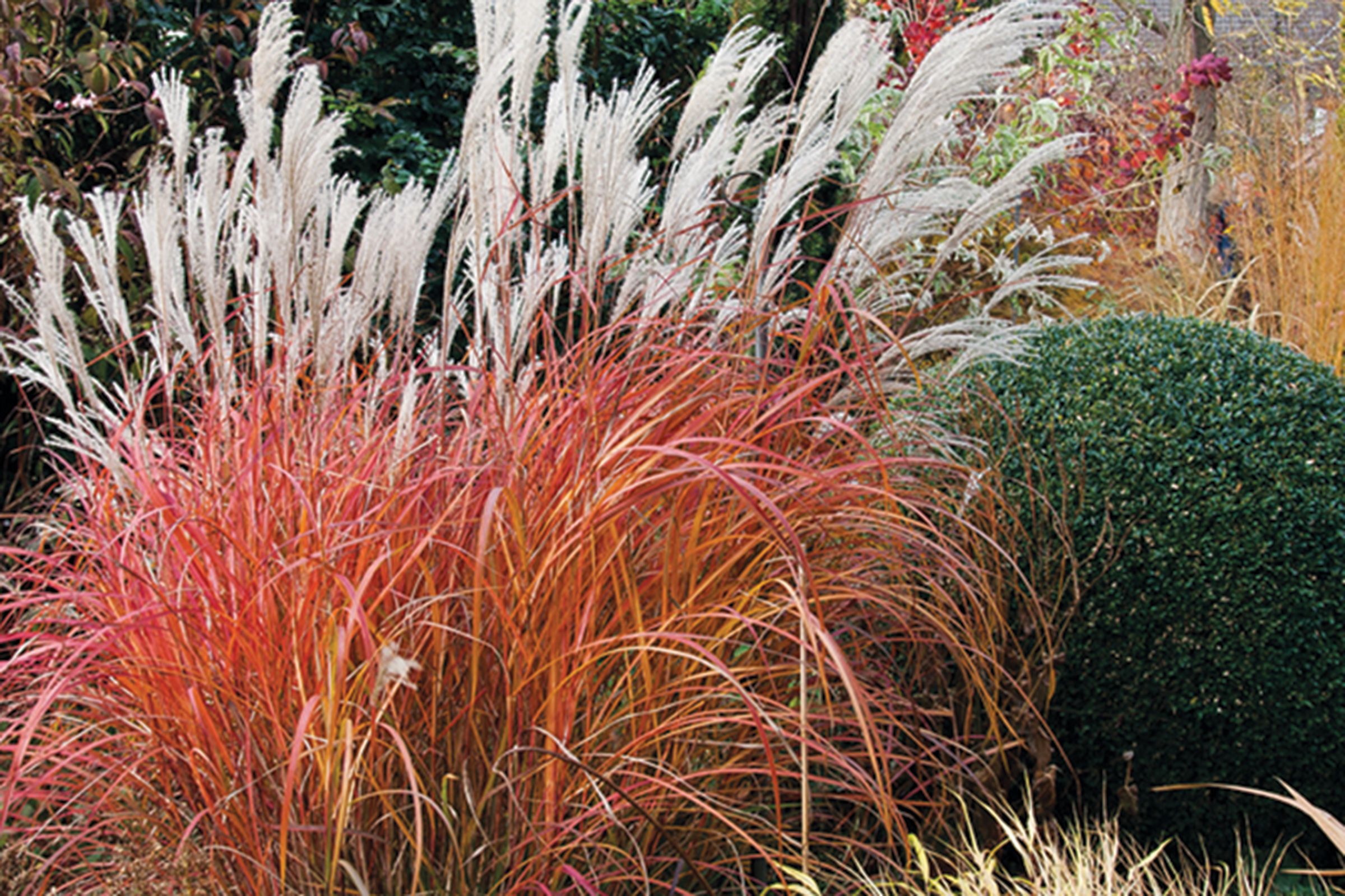 Maiden grass, Ornamental Grasses for Every Size Garden, TOH, Fall 2023