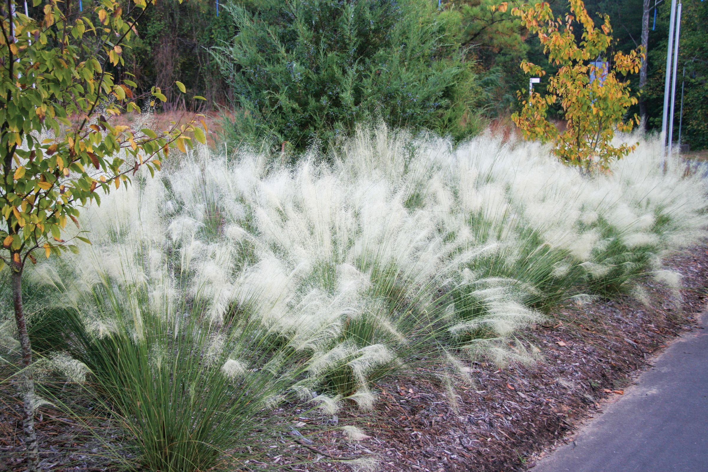 Muhly grass, Ornamental Grasses for Every Size Garden, TOH, Fall 2023